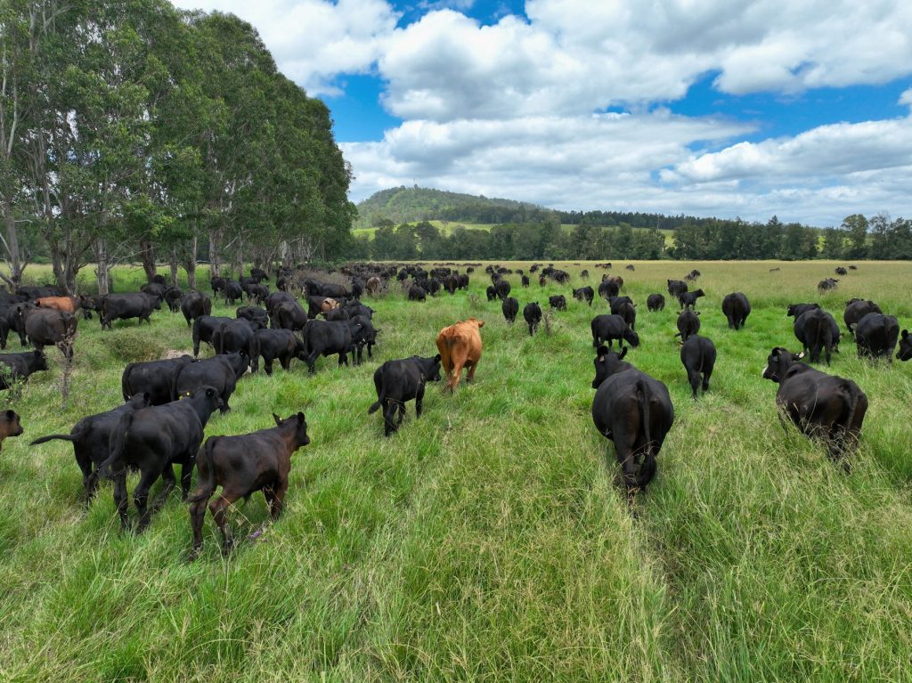 Cattle grazing in Northern Rivers farmland.