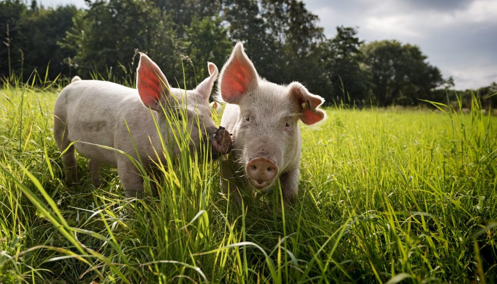 Pigs grazing in long grass.