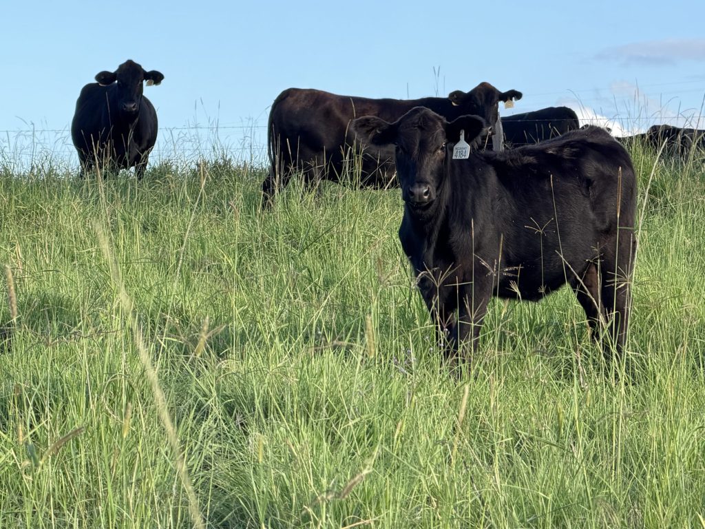 Cattle in pasture for McCaughey Pastoral operations.