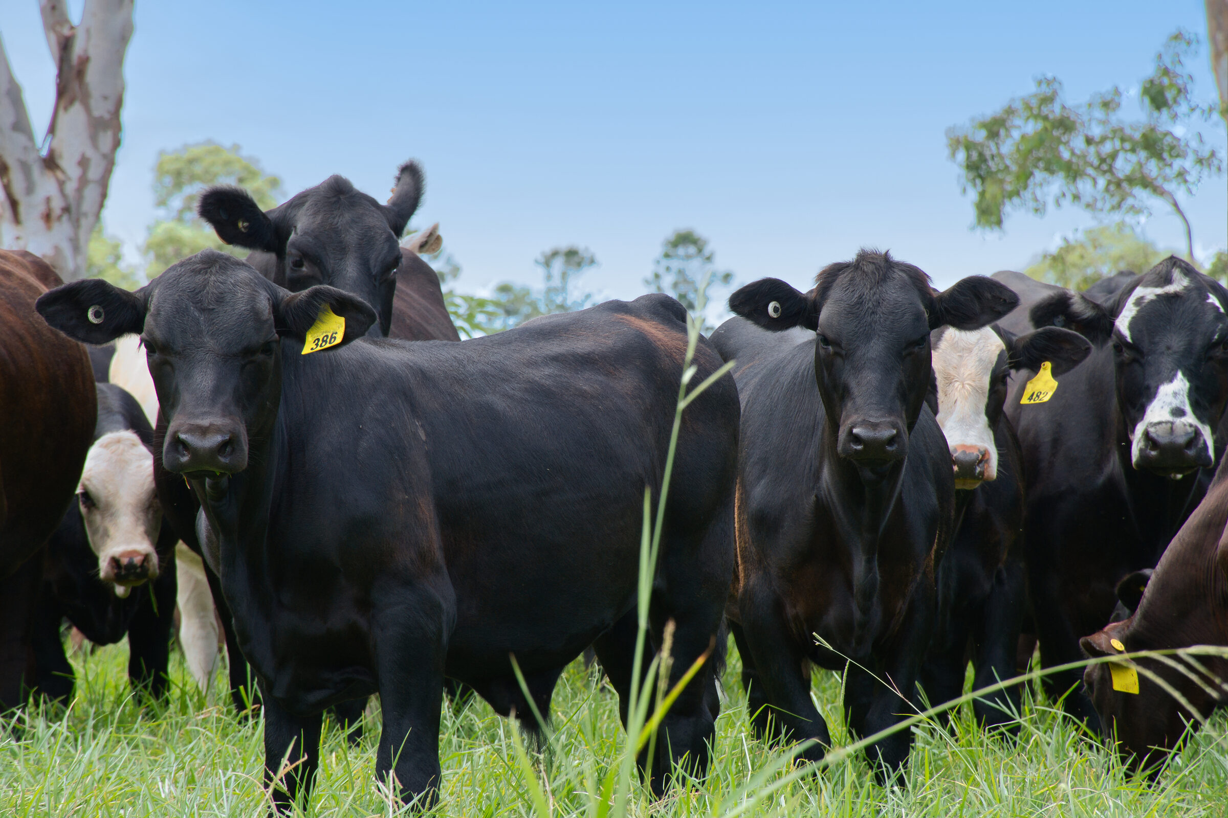 Cattle in open pasture for McCaughey Pastoral.